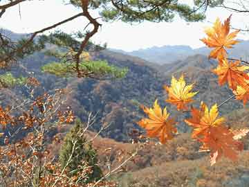 管彤，星光熠熠的職業(yè)生涯與個(gè)人生活揭秘，管彤，職業(yè)生涯與個(gè)人生活的璀璨揭秘