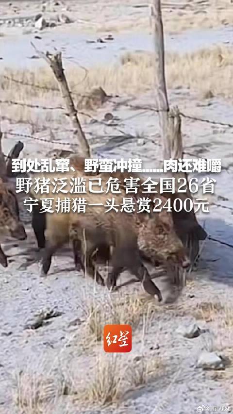 專家談野豬致害波及26省，挑戰(zhàn)與應(yīng)對策略，專家解析，野豬致害波及26省，挑戰(zhàn)及應(yīng)對策略探討