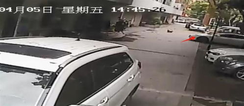 男子被壓路車碾壓致死，悲劇背后的警示與反思，男子遭壓路車碾壓致死事件，悲劇引發(fā)的警示與反思