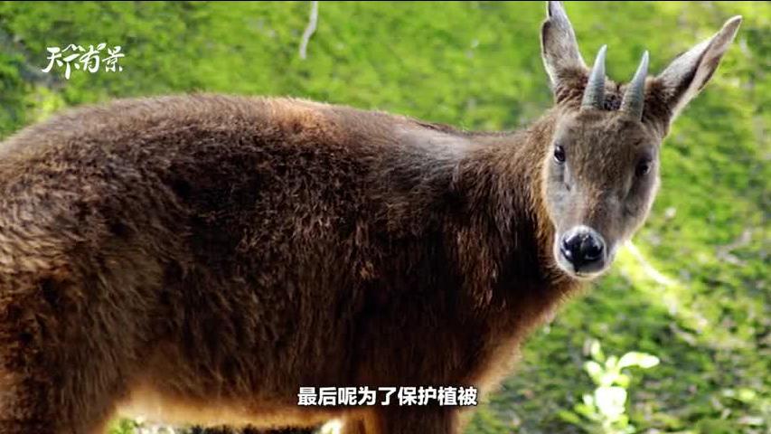 新澳2024今晚開獎(jiǎng)資料四不像，探索彩票世界的神秘面紗，探索彩票世界的神秘面紗，新澳2024今晚開獎(jiǎng)資料四不像