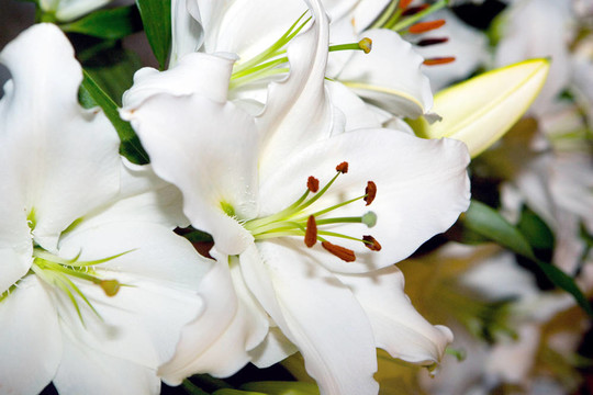 白百合花的純凈之美，白百合花的純凈魅力