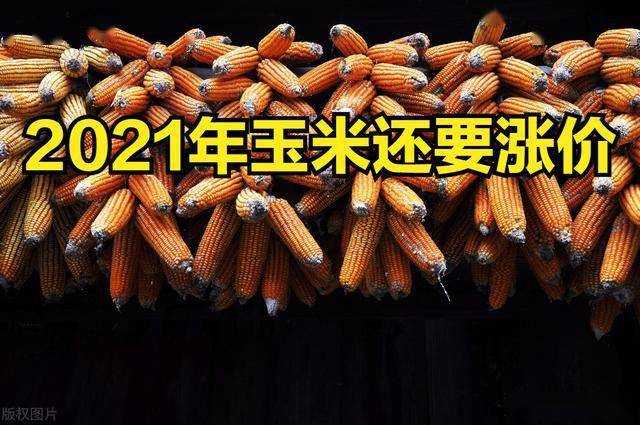 玉米價(jià)格最新行情分析，玉米價(jià)格最新行情解析