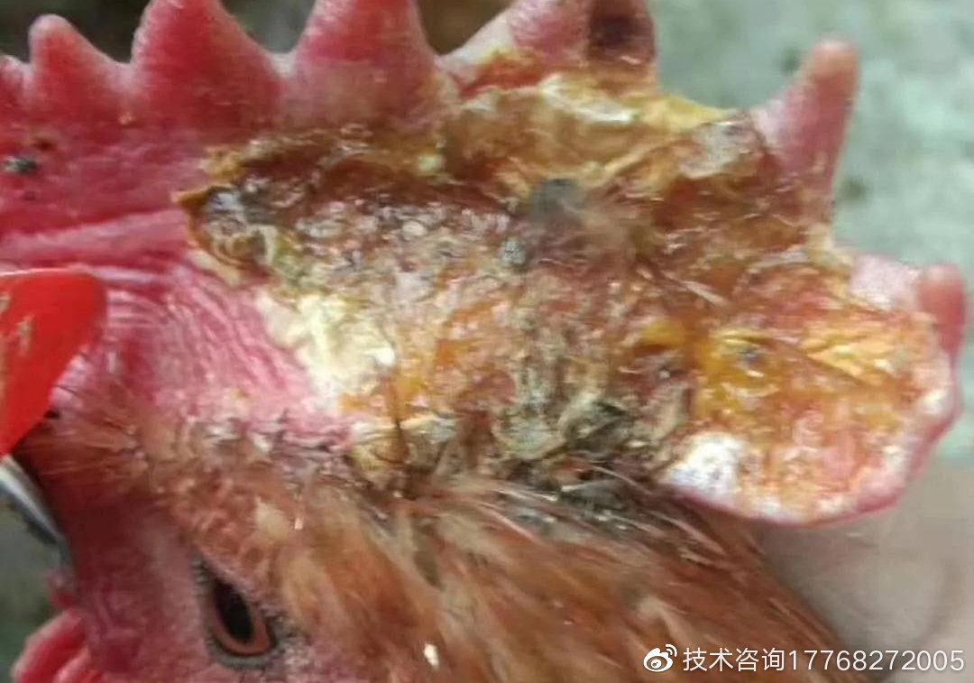 關(guān)于雞兒上長水泡的原因分析，關(guān)于雞兒上長水泡的原因分析，涉黃健康警示與醫(yī)學(xué)解析